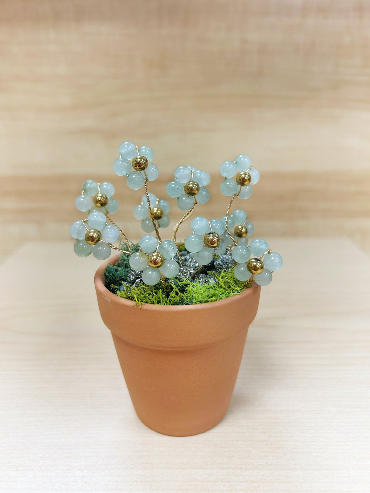 Aventurine Flower Plant on 2.5'' Pot