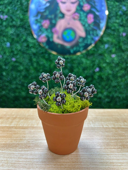 Hematite Flower Plant on 2.5'' Pot