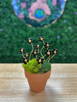 Load image into Gallery viewer, Onyx Flower Plant on 1.5&#39;&#39; Pot
