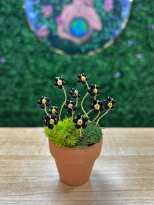 Onyx Flower Plant on 1.5'' Pot