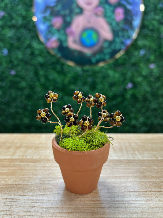 Tiger Eye Flower Plant on 1.5'' Pot