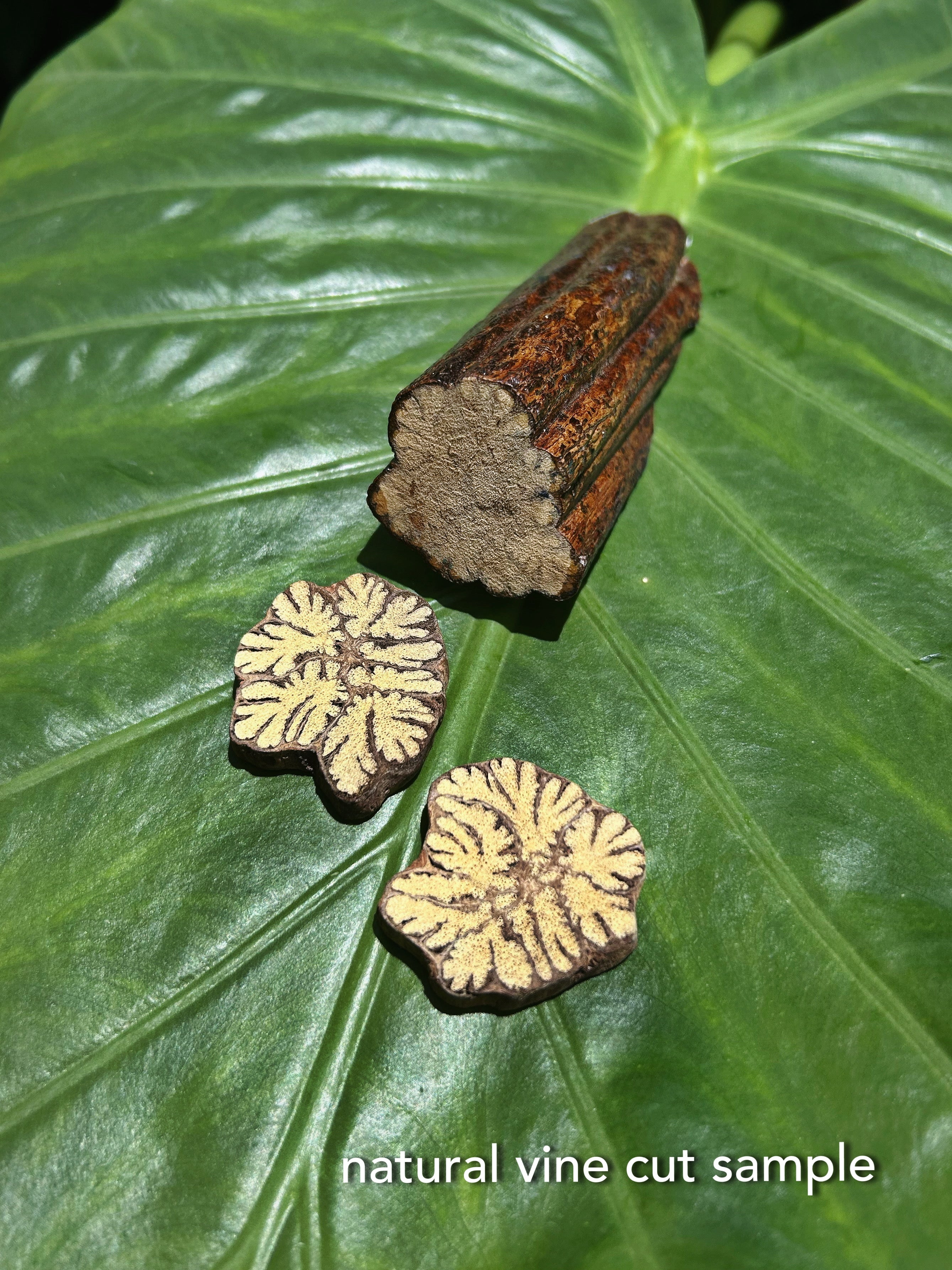 Sacred Ayahuasca with Onyx, baby Huayruro, and San Pedro Seeds - Long Necklace
