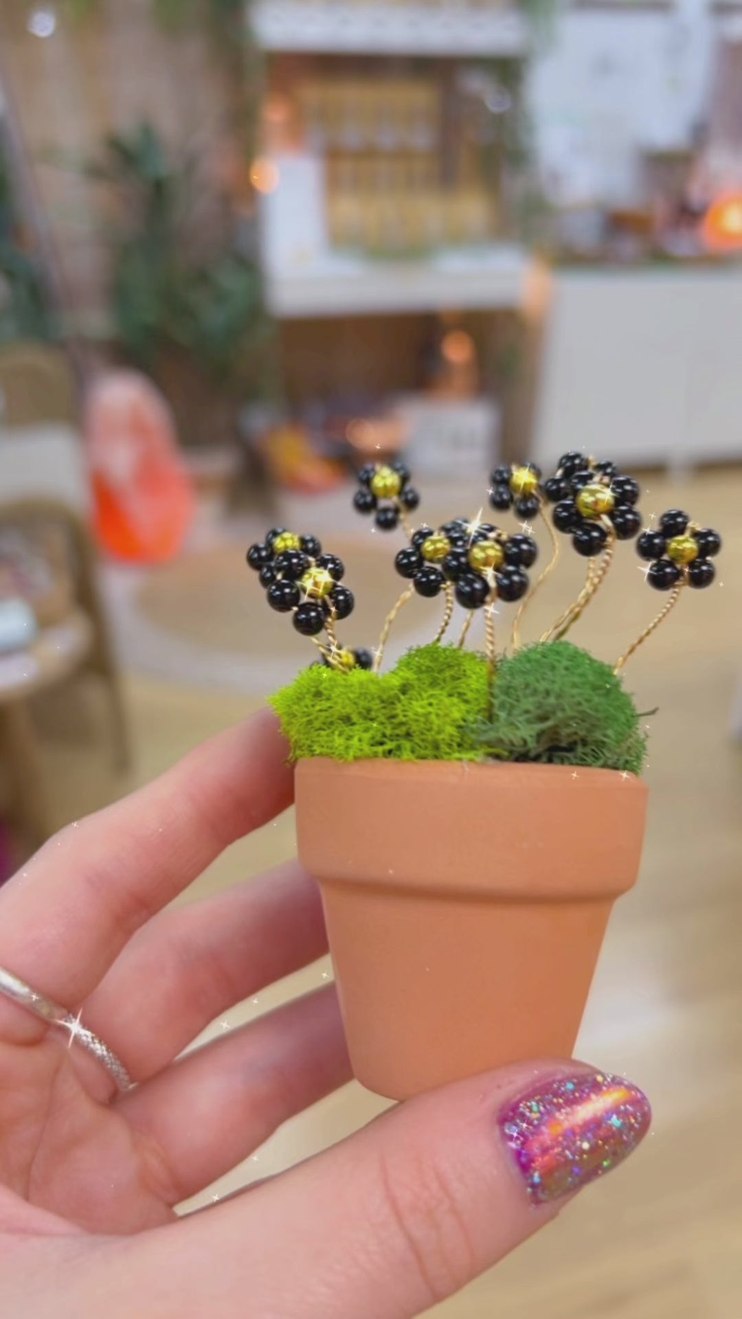 Onyx Flower Plant on 1.5'' Pot
