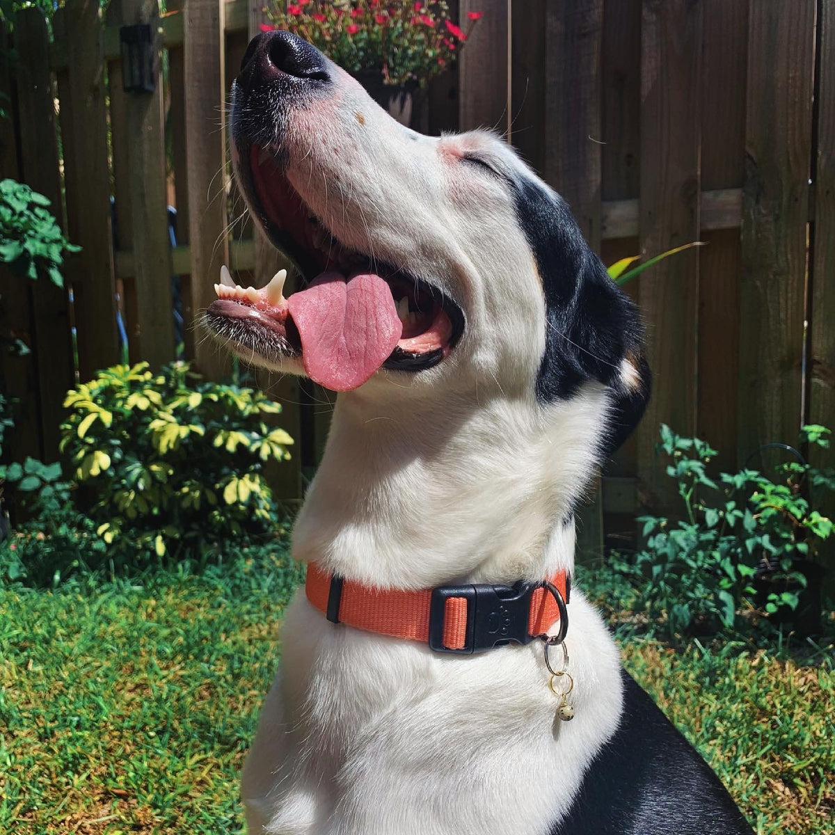 Howlite Pet Charm